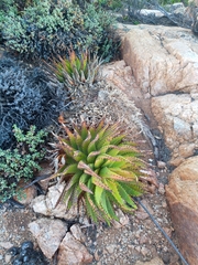 Aloe melanacantha