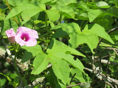 Ipomoea mauritiana