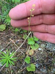 Pectiantia pentandra