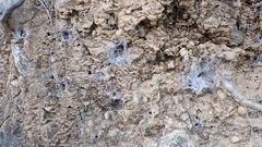 Filistata insidiatrix