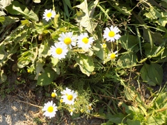 Tripleurospermum inodorum