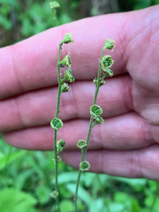 Pectiantia pentandra