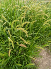 Setaria