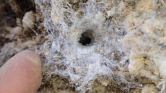 Filistata insidiatrix