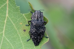 Poecilonota variolosa