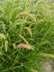 Setaria