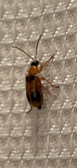 Phyllobrotica quadrimaculata