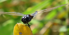 Urothemis edwardsii