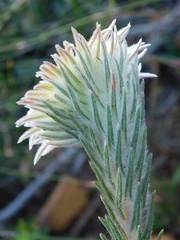 Phylica calcarata