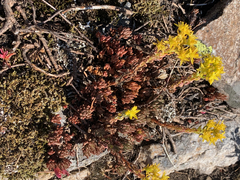 Sedum stenopetalum