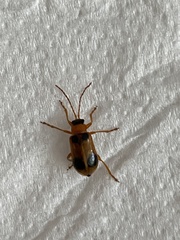 Phyllobrotica quadrimaculata