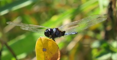 Urothemis edwardsii
