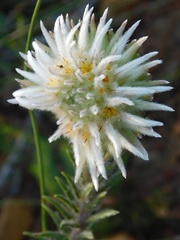 Phylica calcarata