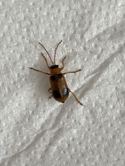 Phyllobrotica quadrimaculata