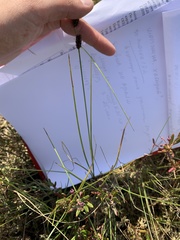 Carex rotundata
