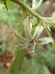 Scaevola procera