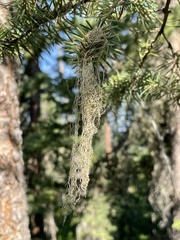 Usnea cavernosa