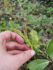 Botrychium alaskense