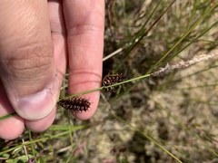 Carex rotundata