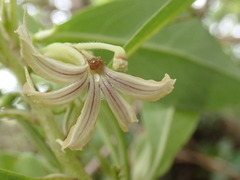 Scaevola procera
