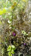Sphyrospermum buxifolium