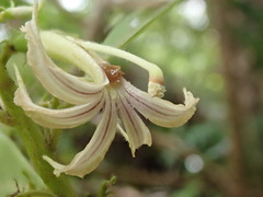 Scaevola procera