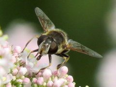 Eristalis obscura