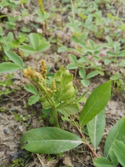 Botrychium alaskense