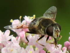 Eristalis obscura