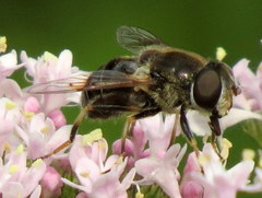 Eristalis obscura