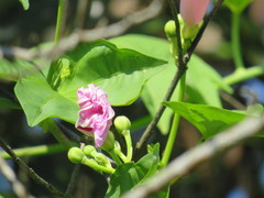 Ipomoea mauritiana