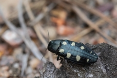 Buprestis octoguttata