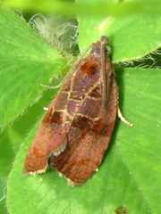 Evora hemidesma