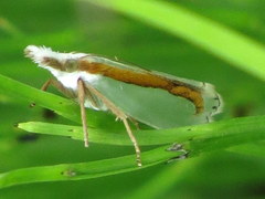 Crambus girardellus