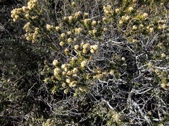 Phylica axillaris maritima