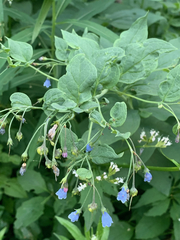 Mertensia paniculata borealis