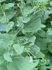 Mertensia paniculata borealis