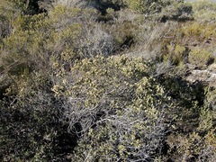 Phylica axillaris maritima