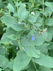Mertensia paniculata borealis