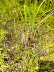 Polygala appendiculata