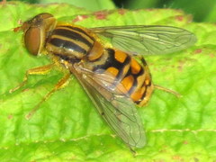 Parhelophilus laetus