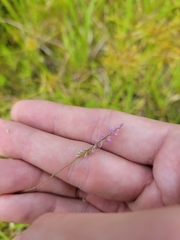Polygala appendiculata