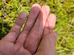 Polygala appendiculata