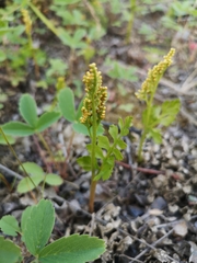 Botrychium alaskense