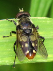 Sericomyia lata