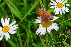 Lycaena phlaeas
