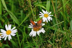 Lycaena phlaeas