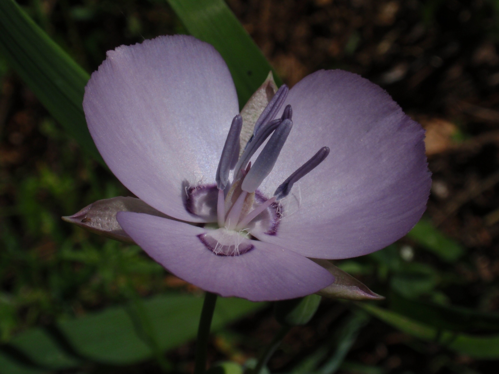 Calochortus nudus