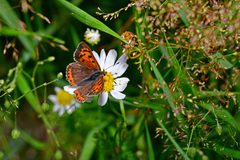 Lycaena phlaeas