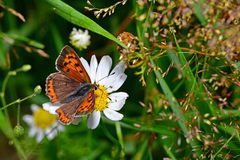 Lycaena phlaeas